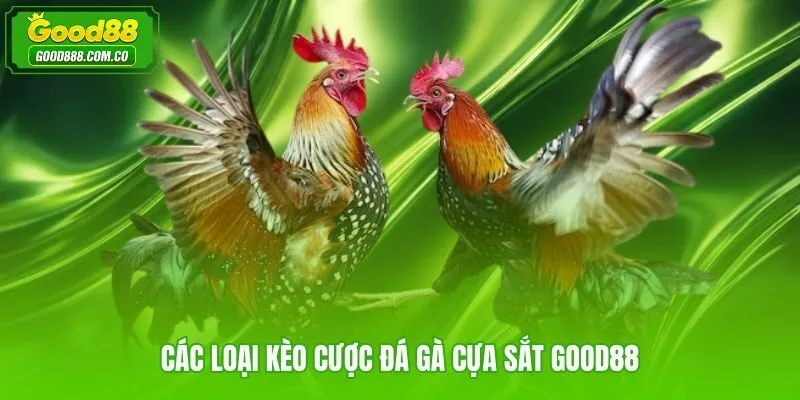 Kèo Meron Wala BDD trong cược đá gà cựa sắt Good88 và cách đọc tỷ lệ
