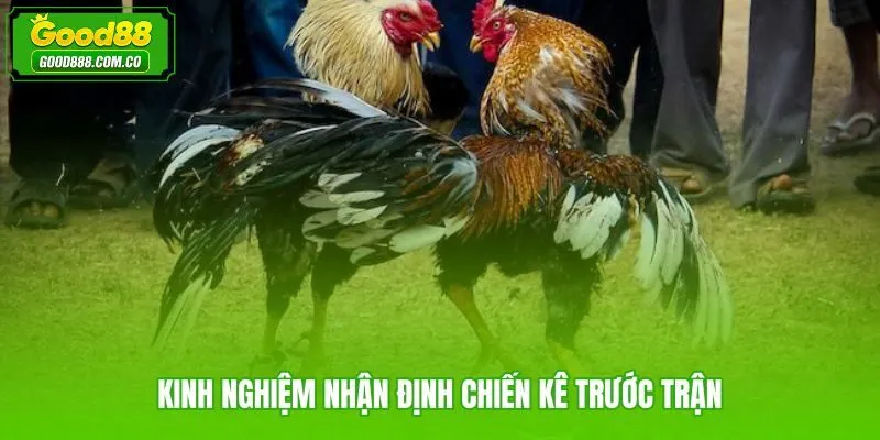 Nhận định thể trạng và lối đá chiến kê trước khi cược đá gà cựa nòi Good88