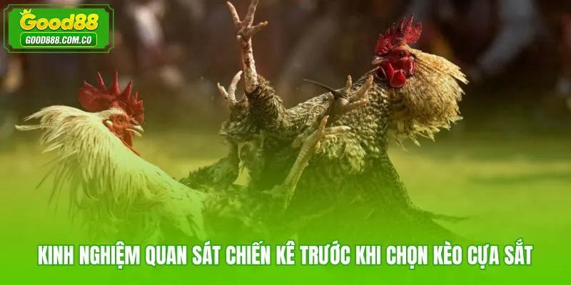 Quan sát thể trạng chiến kê trước lúc cược đá gà cựa sắt Good88