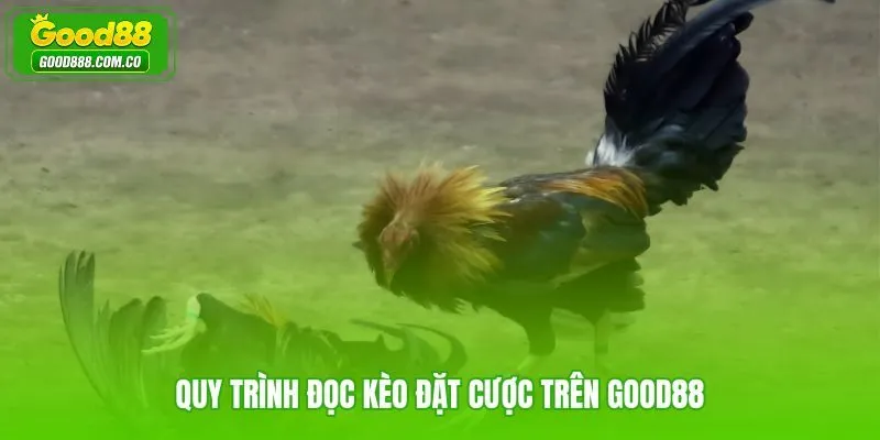 Cược đá gà cựa nòi Good88 qua quy trình đọc kèo có căn cứ dữ liệu